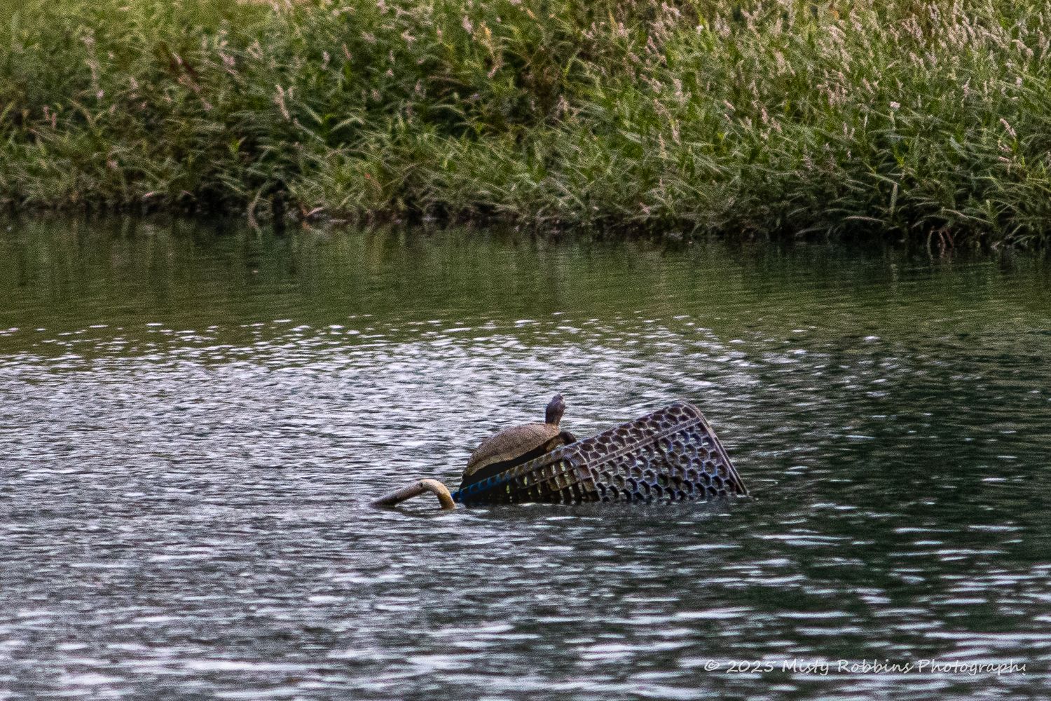 A duck glides across a tranquil pond surrounded by lush greenery and reeds on a calm day.