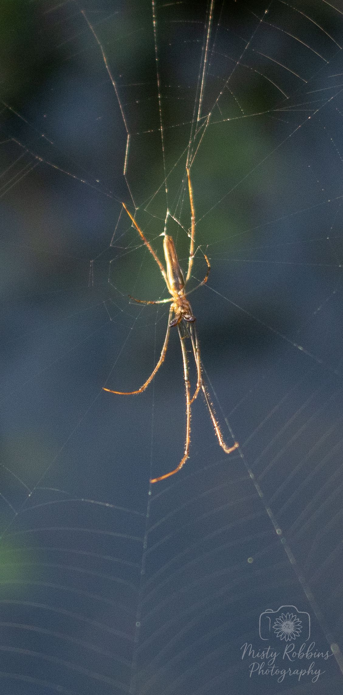 Golden orb weaver spider illuminated by sunlight on a delicate web against a dark blurred background.