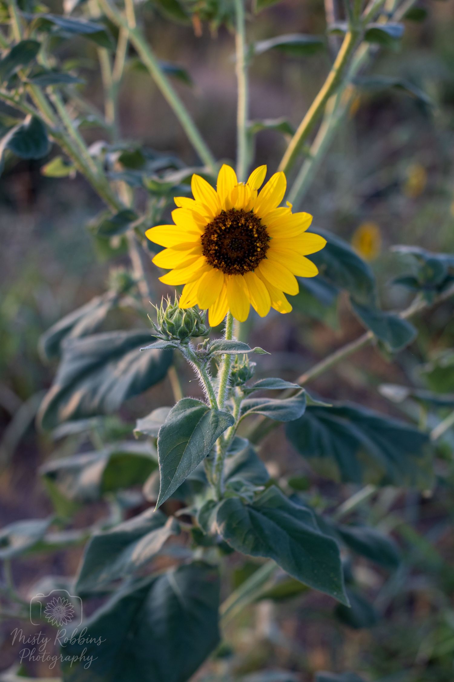A bright yellow sunflower blooms against a backdrop of green foliage in soft natural lighting.