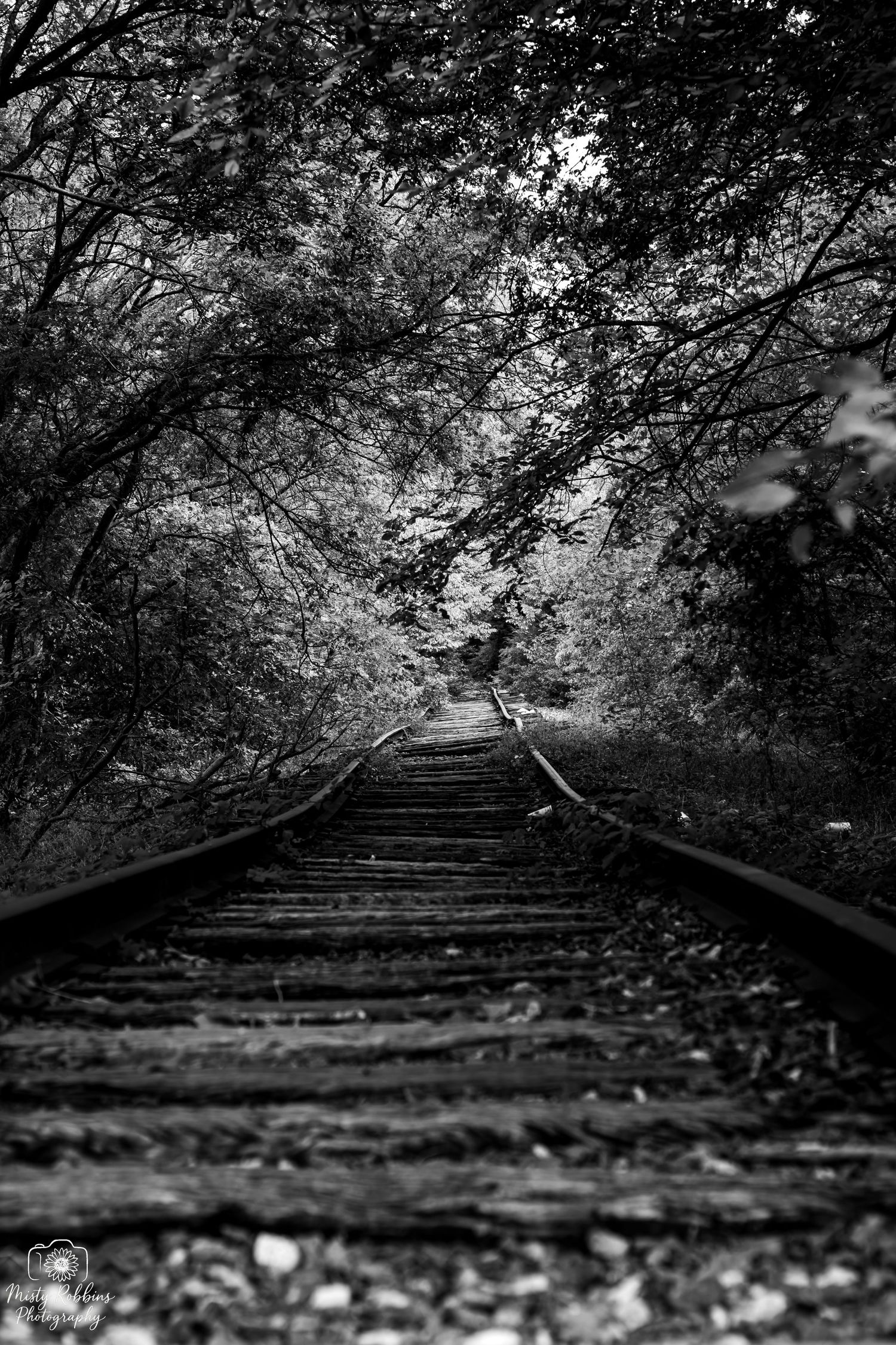 Black and white photo of abandoned railway tracks disappearing into a tunnel of overhanging trees.