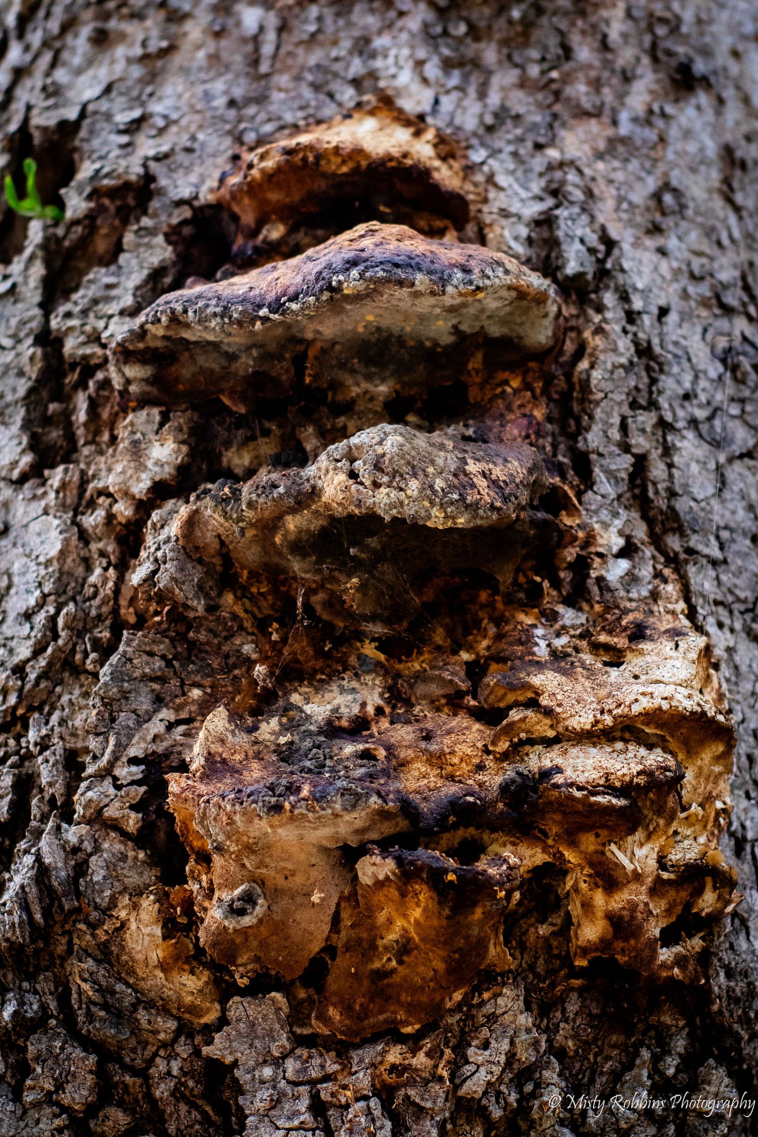 Close-up macro photographs of tree bark textures showing rough, dark brown patterns and natural wood details.