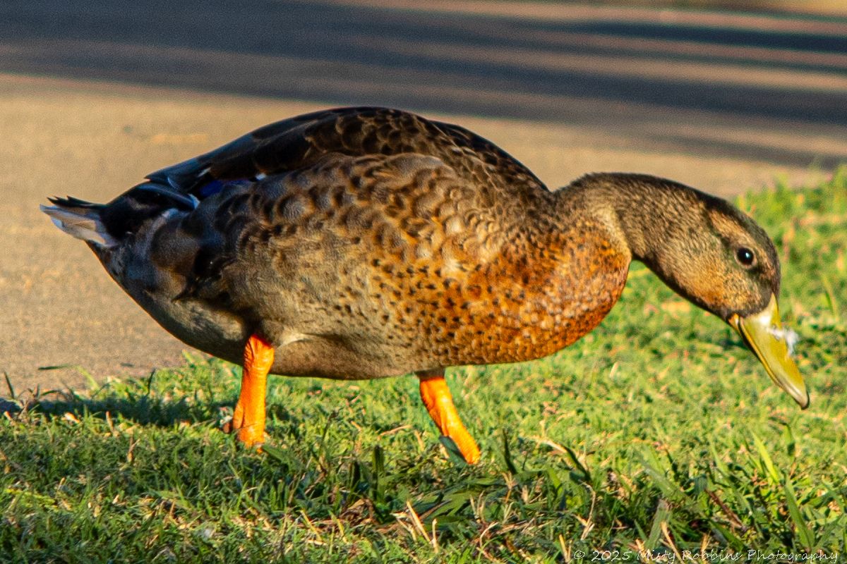 A duck foraging in green grass along the water's edge at sunset, creating a series of connected silhouettes.