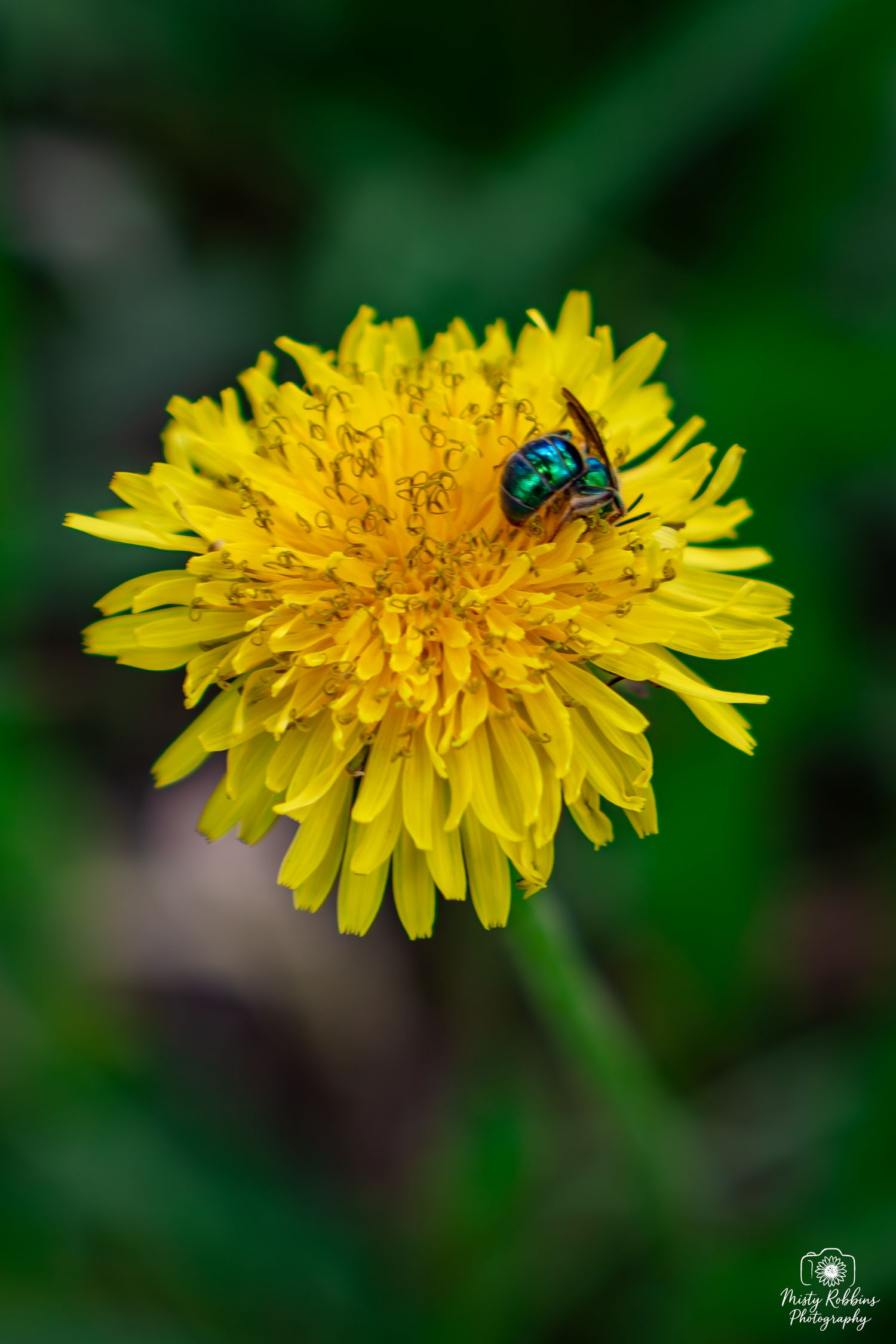 A metallic green bee pollinating a bright yellow dandelion flower with a blurred green background.