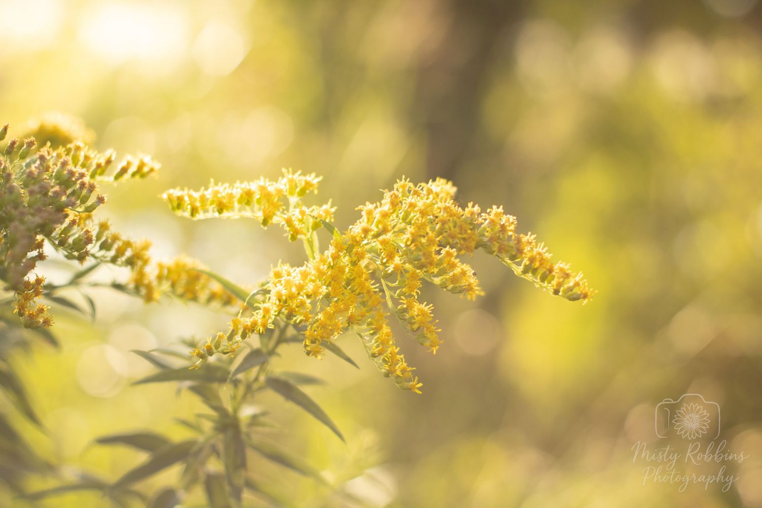 Golden yellow goldenrod flowers bloom in soft sunlit bokeh creating a dreamy natural backdrop.