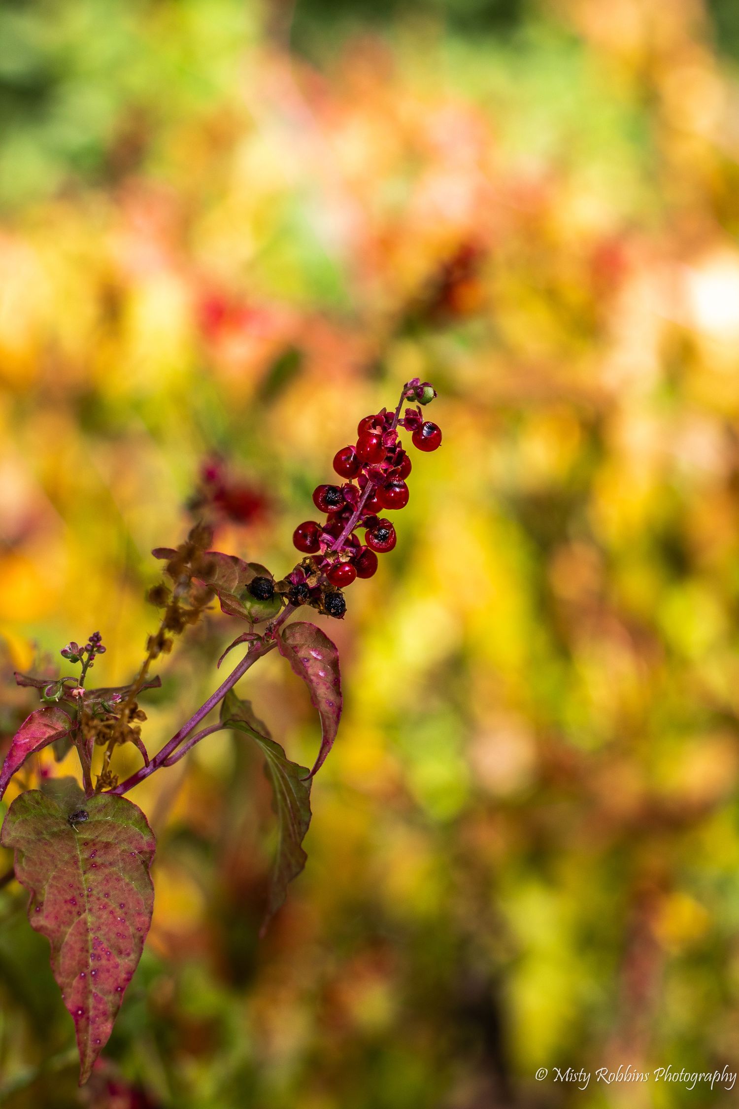 Red berries on a branch with autumn-colored leaves against a soft bokeh background of yellow and green foliage.