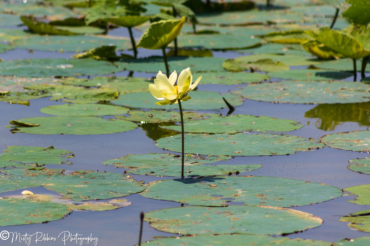 Yellow lotus flower blooming on a serene pond surrounded by green lily pads.