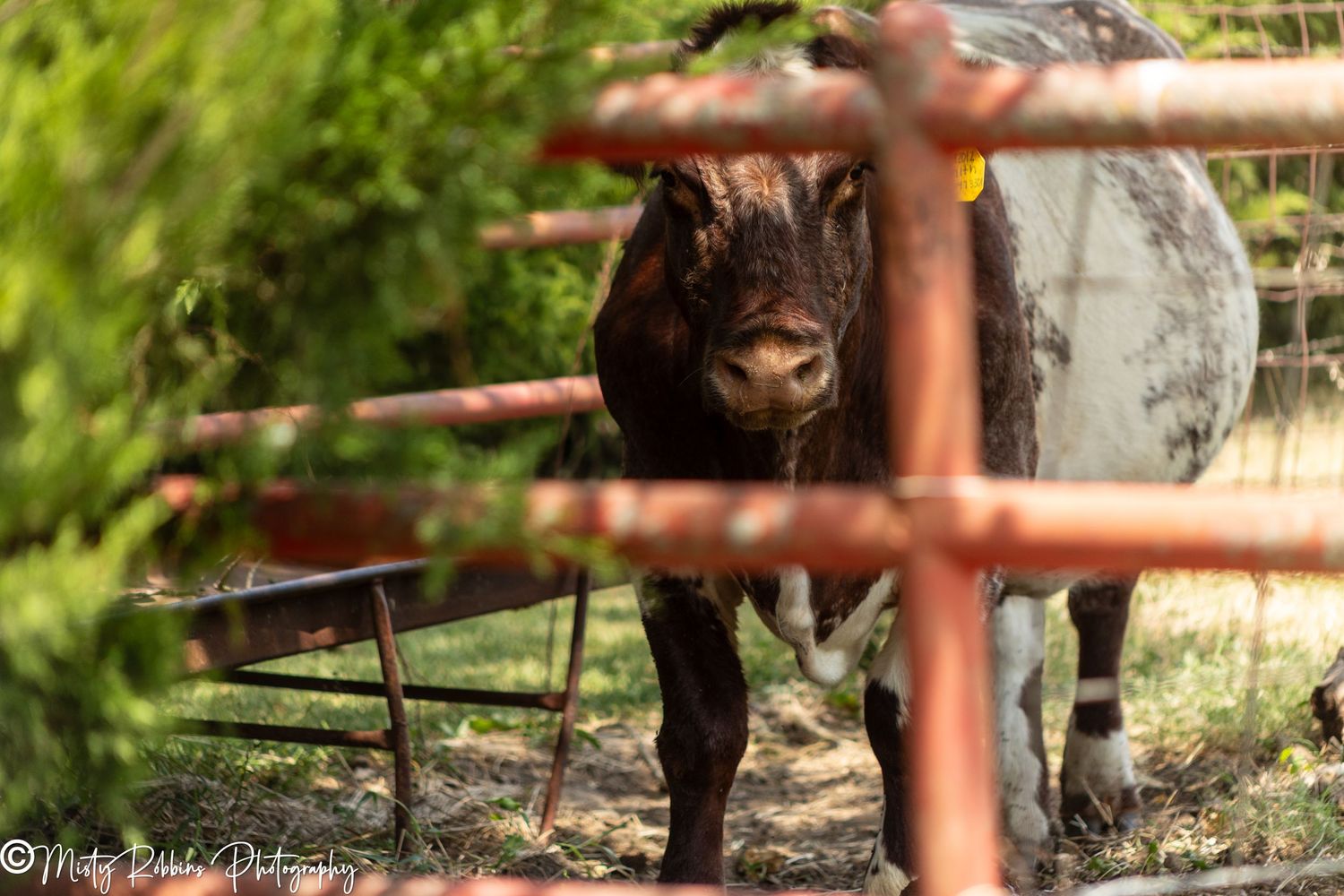 A brown and white longhorn bull stands behind a rusty red metal gate on a farm surrounded by green trees.