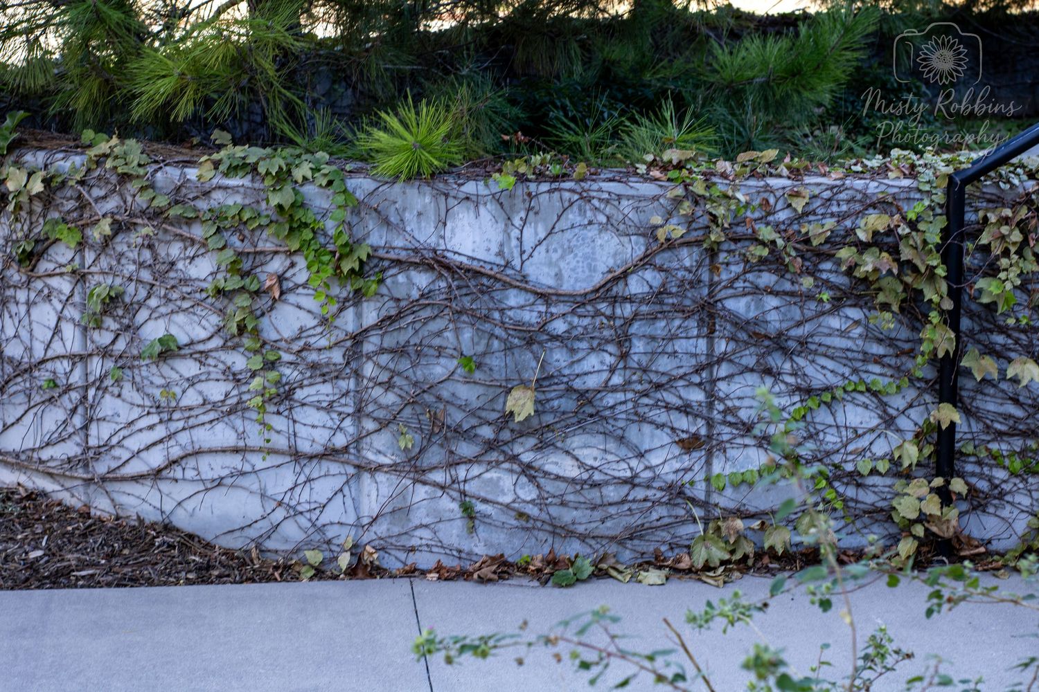 Snow-covered ground with delicate tree branches creating natural patterns against a winter landscape.