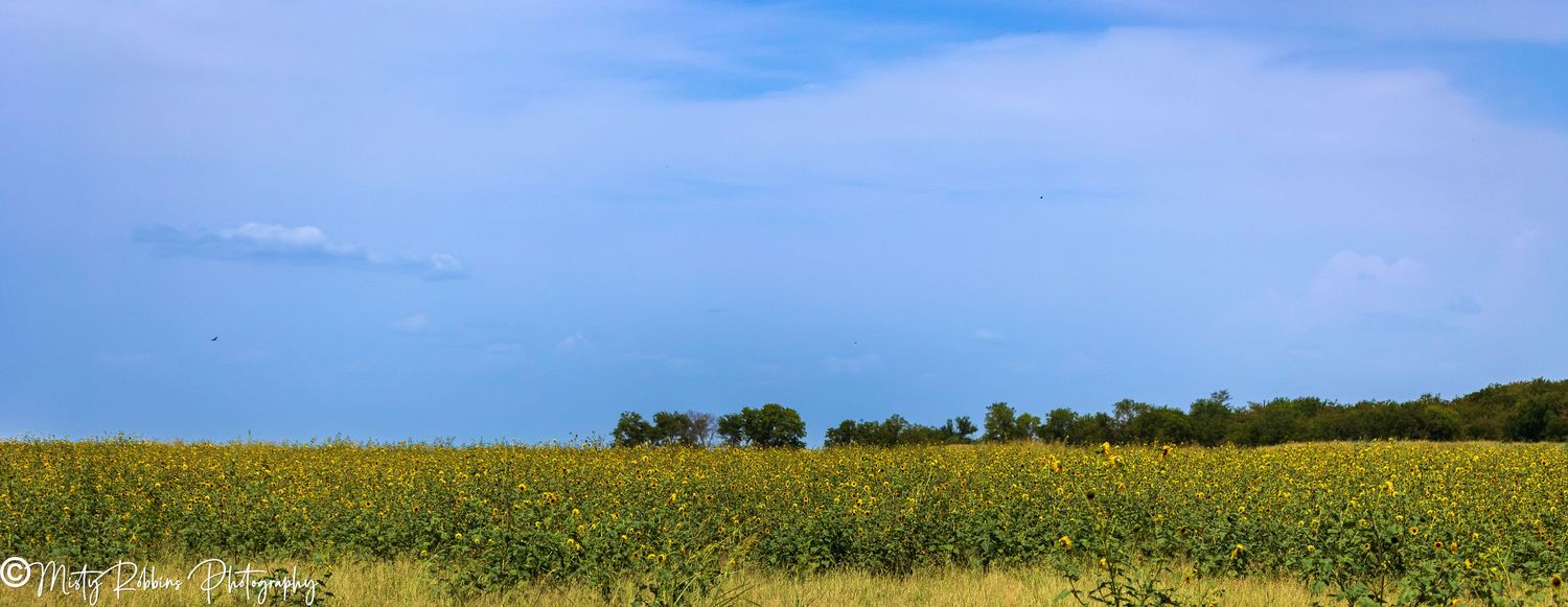 A vast sunflower field under a bright blue sky with fluffy clouds and a treeline on the horizon.