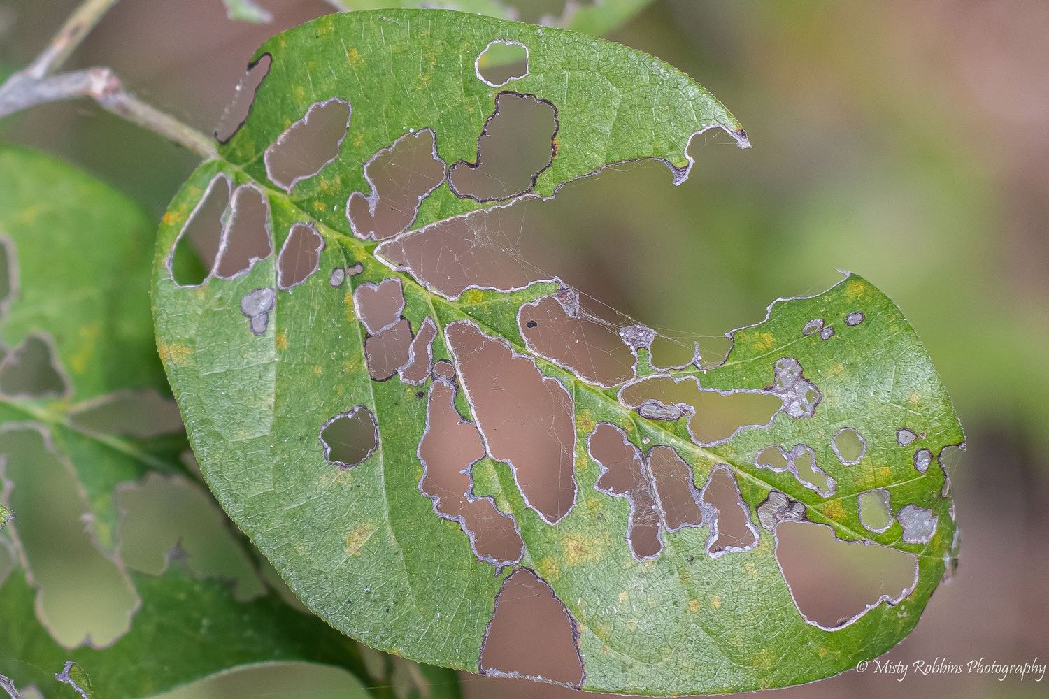 Close-up of green leaf showing damage from leaf miners creating intricate tunnel patterns through the foliage.