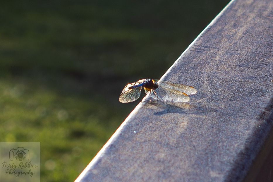 A close-up view of a honey bee collecting nectar from a white flower in bright sunlight.
