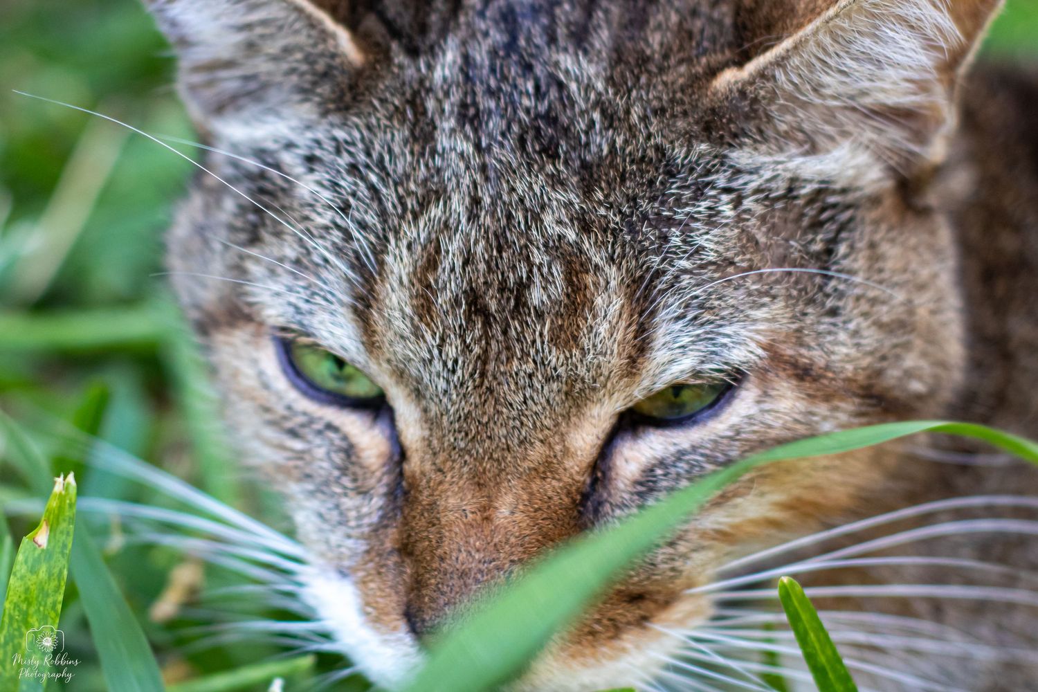 A brown tabby cat with piercing eyes peeks through green grass blades in a garden setting.