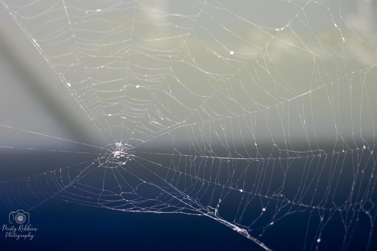 Delicate spider web glistens with morning dew against a dark background in macro photography.