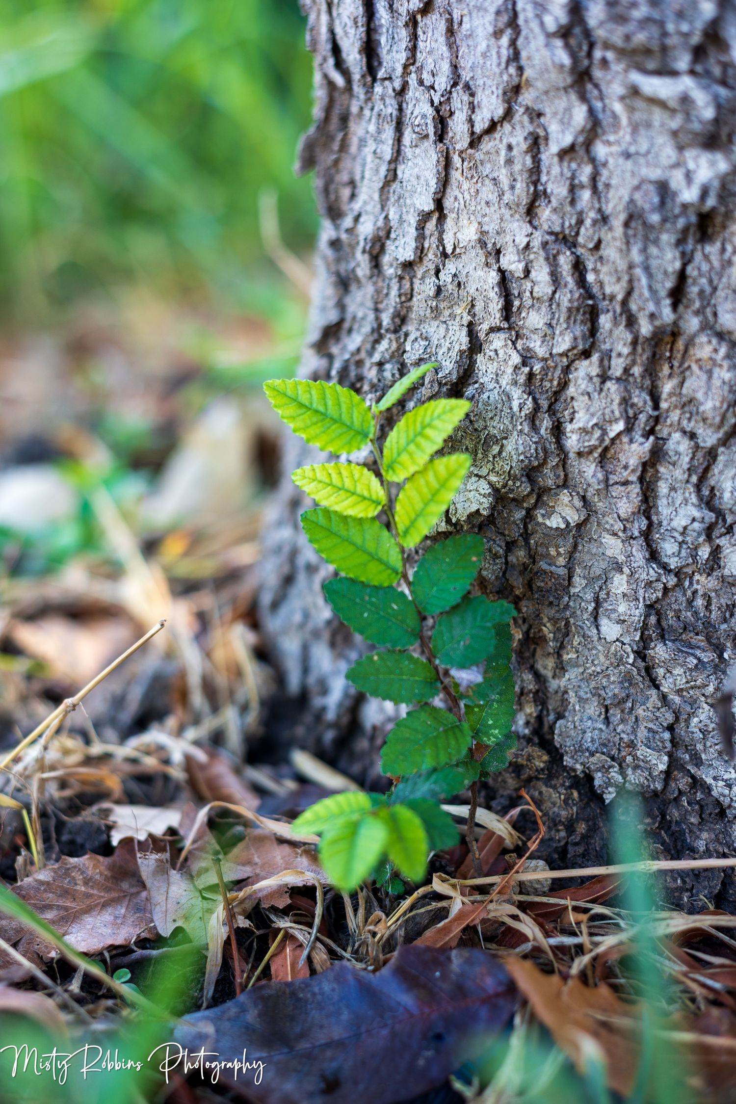 A small green sapling grows at the base of a textured tree trunk surrounded by fallen leaves and pine needles.