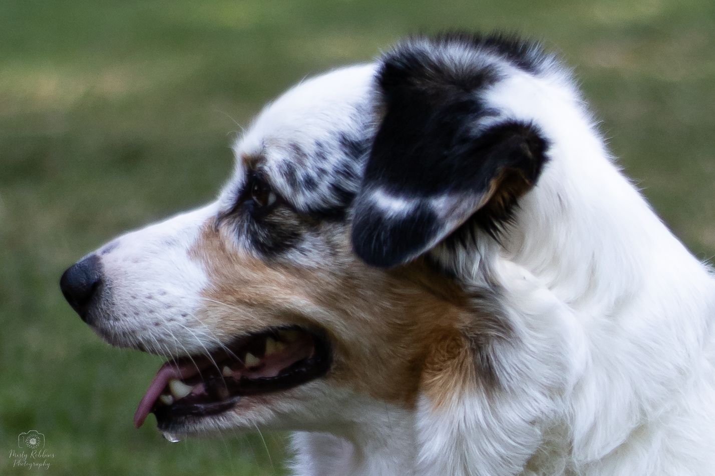 A white and black Jack Russell terrier dog looking sideways in a sequence of profile views against a blurred background.