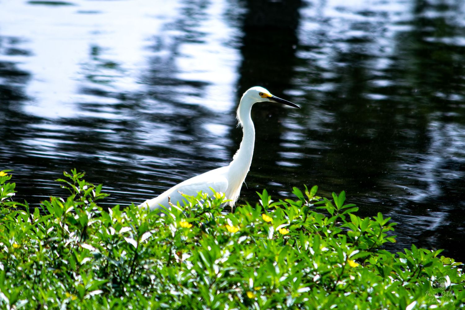 A white egret stands among lush green foliage beside a dark reflective water body in a natural habitat.