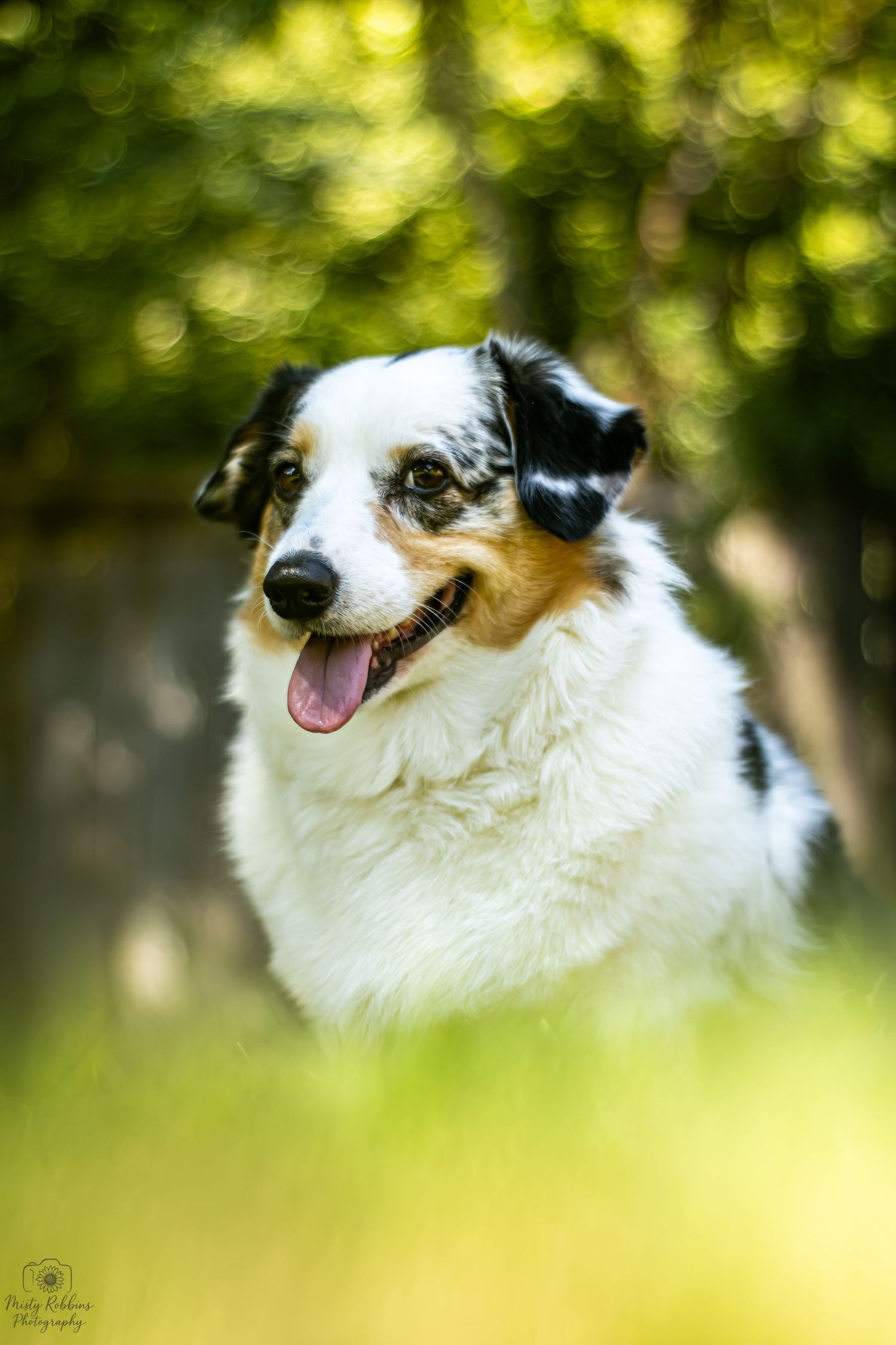 A happy Australian Shepherd dog with black and white fur smiles against a blurred green nature background.