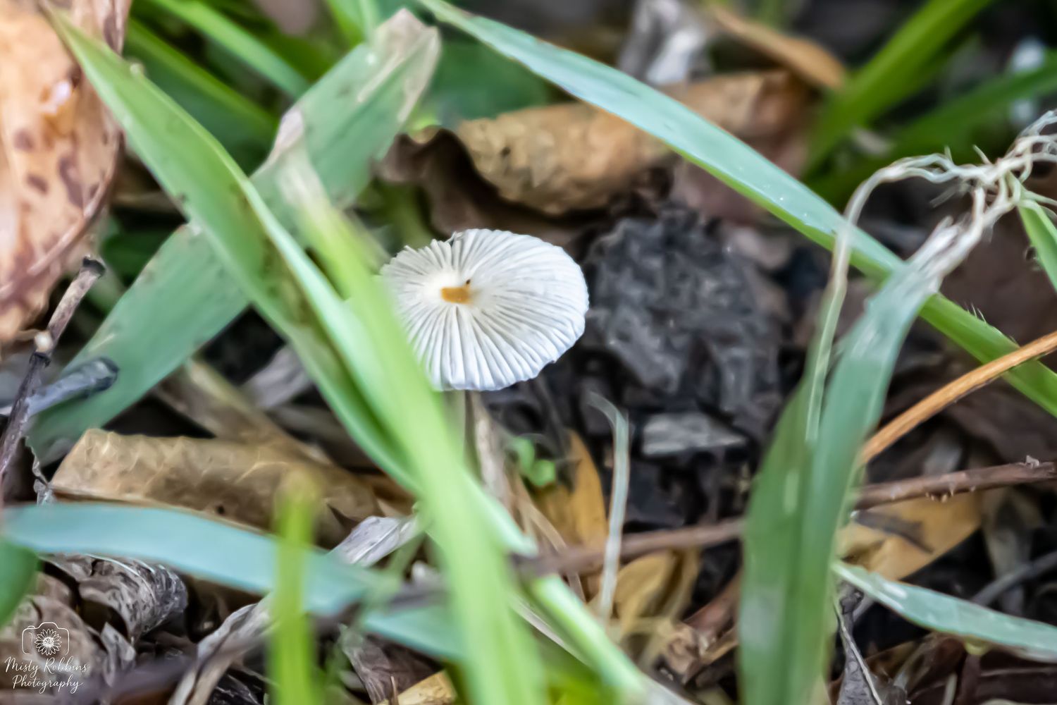 Small white mushroom with delicate gills grows among green grass and fallen leaves in a garden setting.