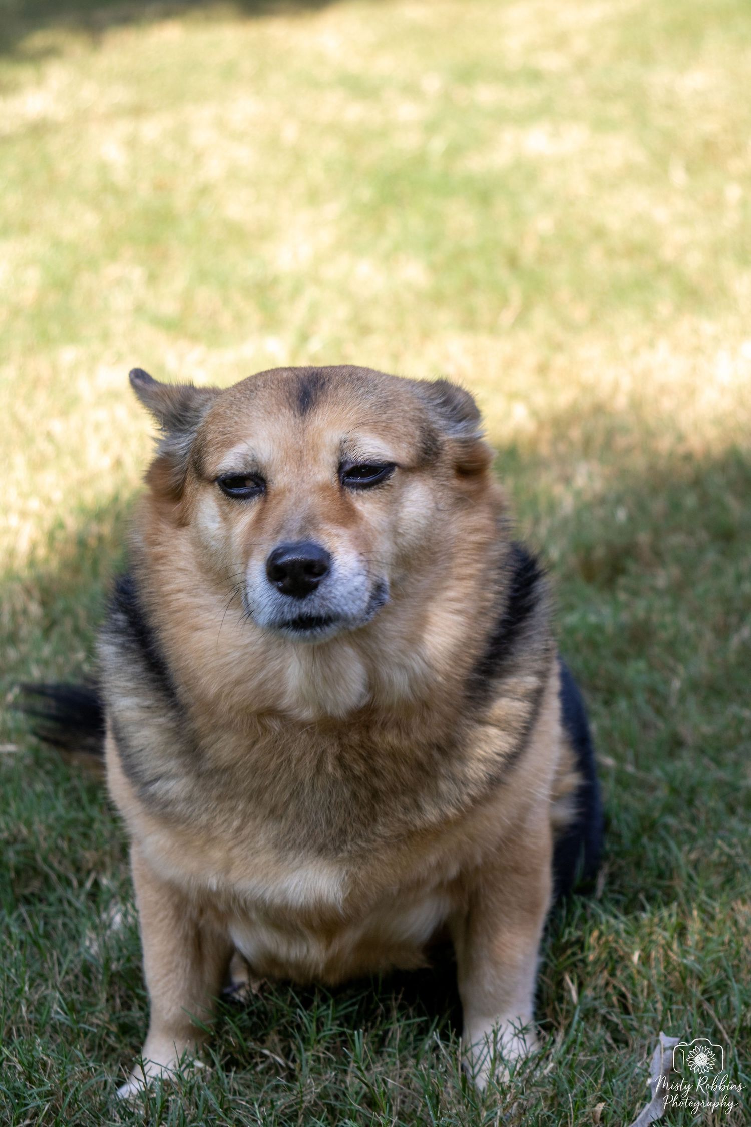 A chubby Shiba Inu dog with a smug expression lying on grass, shown in four similar poses.