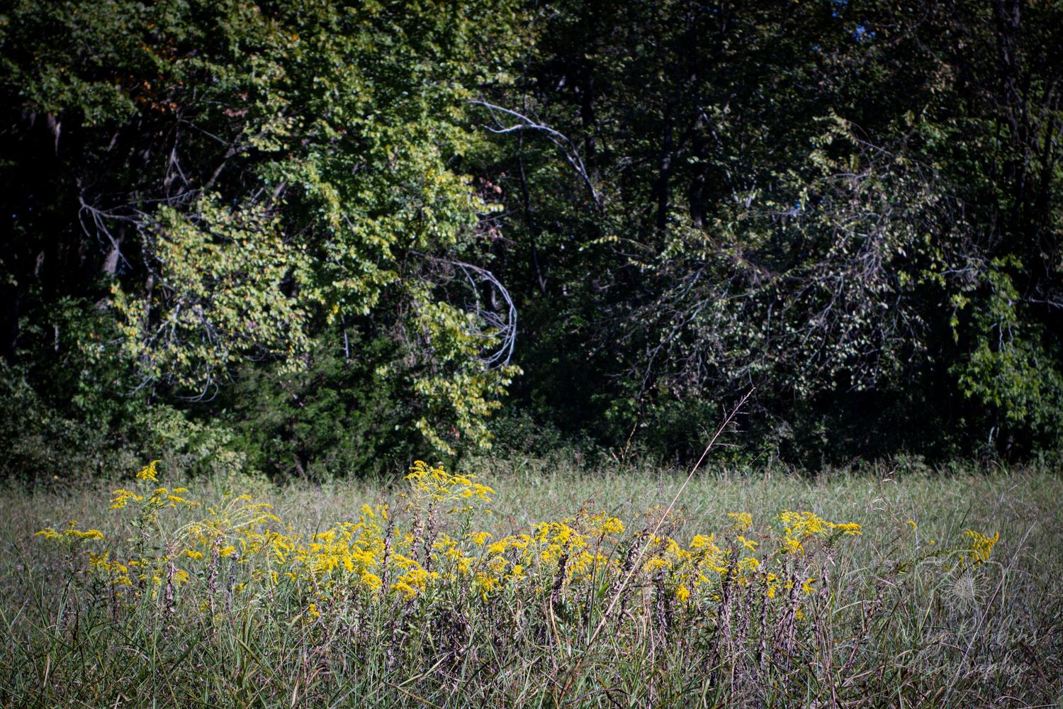A field of bright yellow sunflowers blooming against a backdrop of green trees and foliage.