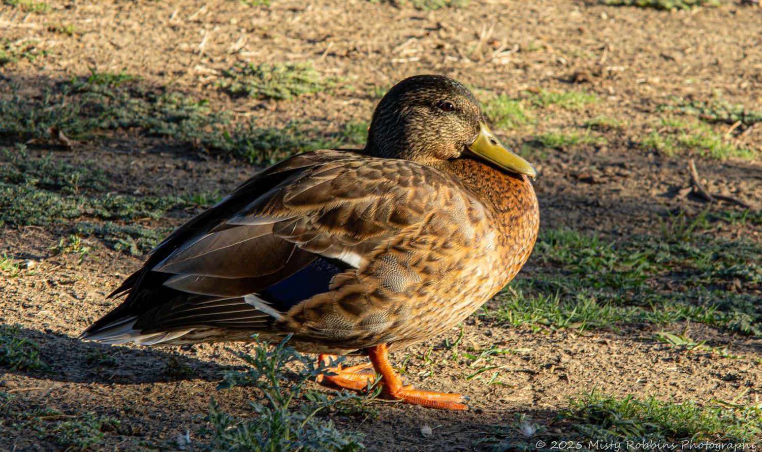 A series of brown ducks walking in a line on dry ground during daytime.