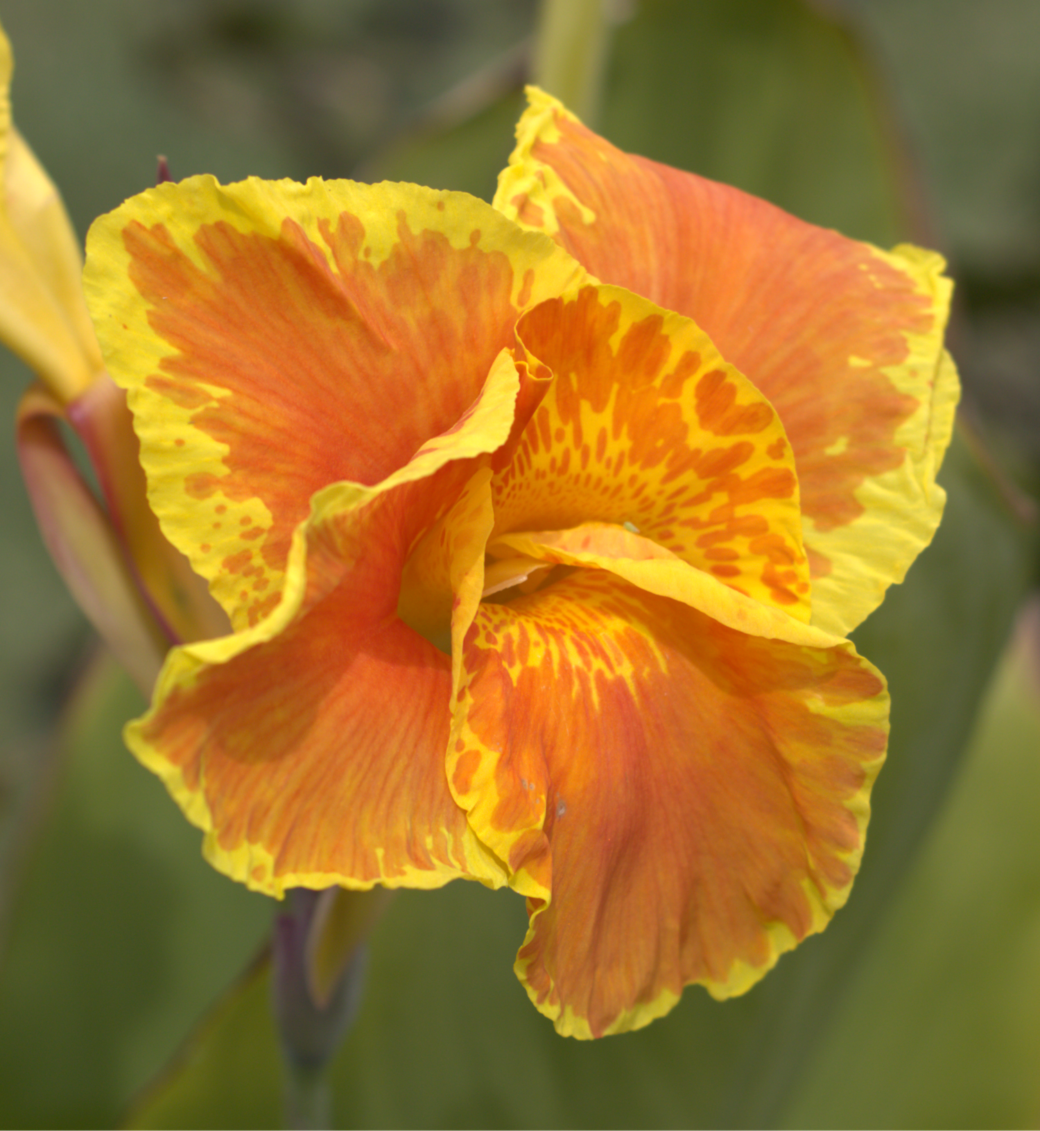 A vibrant orange canna lily flower with ruffled petals and yellow edges blooms in a garden setting.