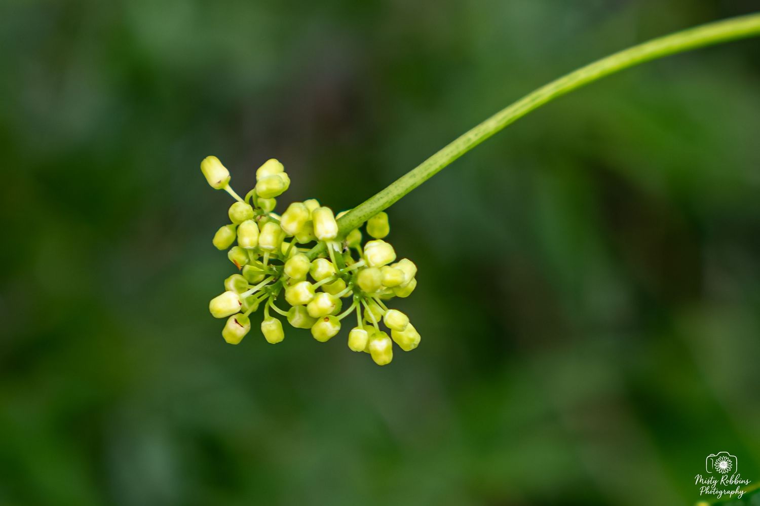 Close-up of delicate green flower buds clustered on a slender stem against a blurred green background.