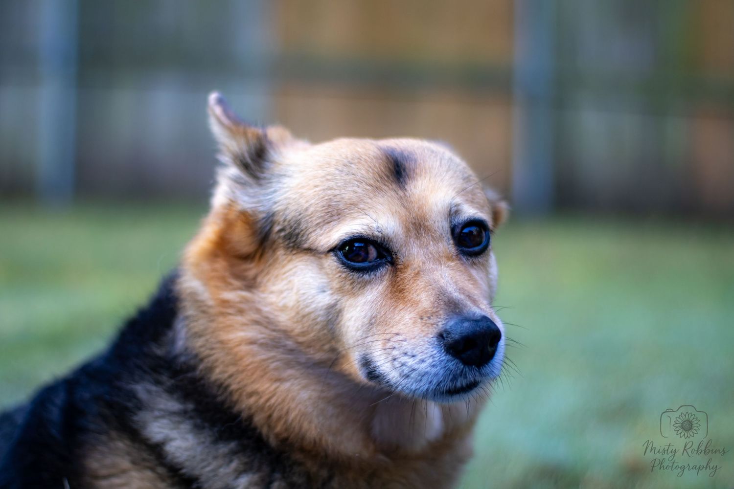 A series of close-up profile shots showing different angles of a Chihuahua mix dog with tan and brown fur.