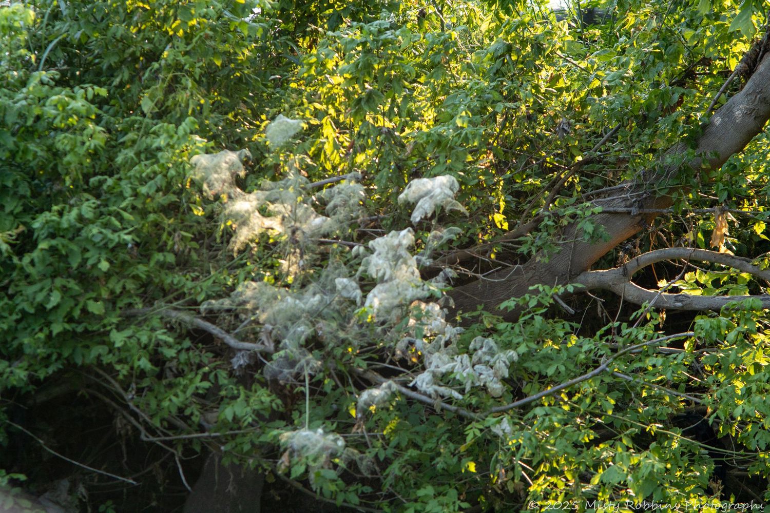 Yellow and white wildflowers bloom abundantly among green foliage in a natural garden setting.