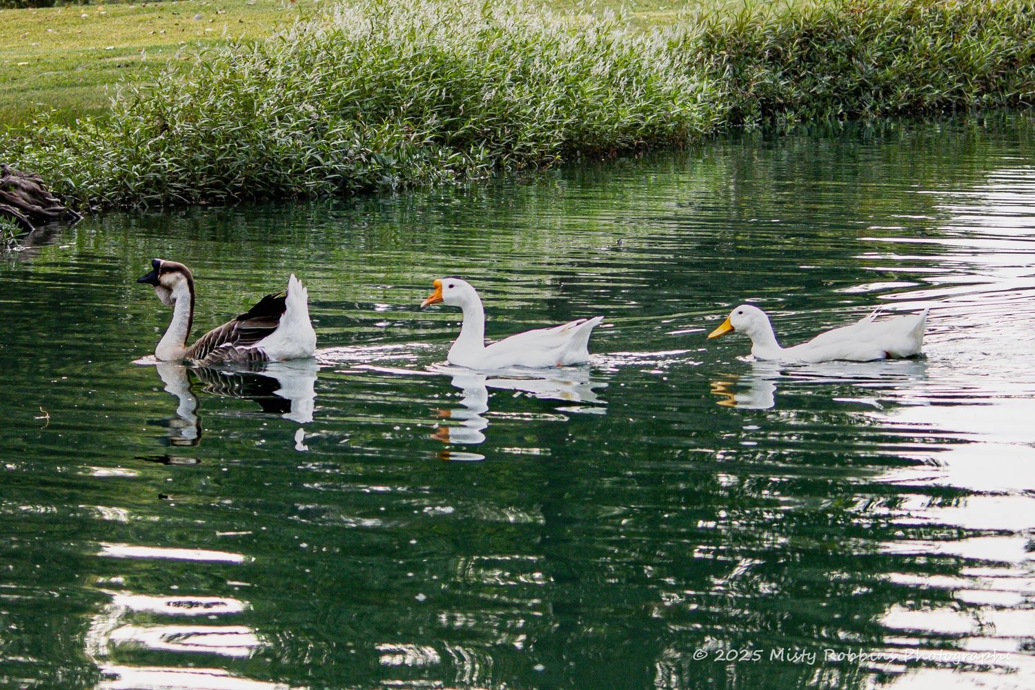A flock of white geese swimming gracefully in a tranquil pond surrounded by lush green vegetation.