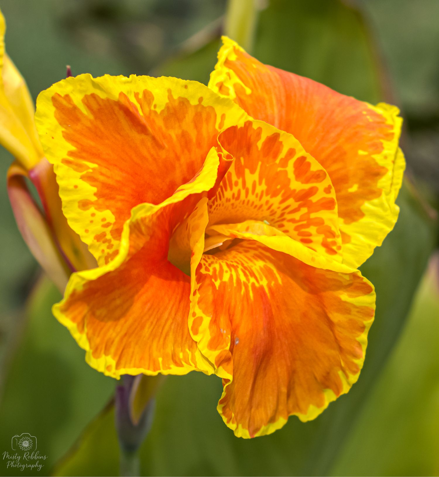 A vibrant orange and yellow canna lily flower blooms with ruffled petals against a soft green background.