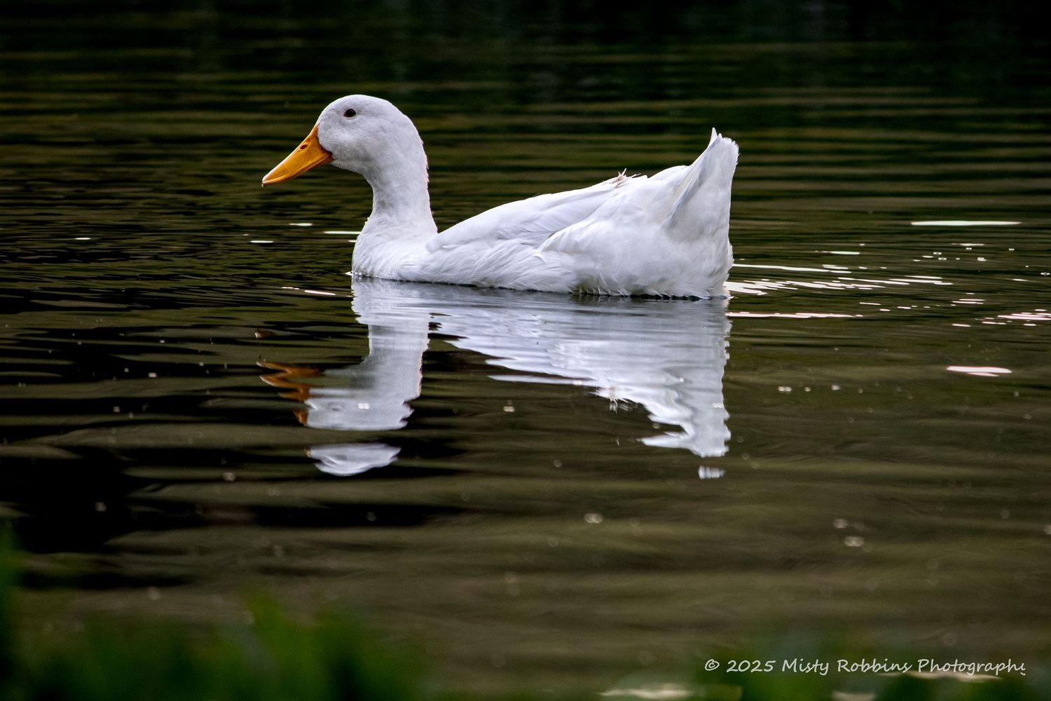 A white duck glides gracefully across dark green water, creating gentle ripples in its wake.