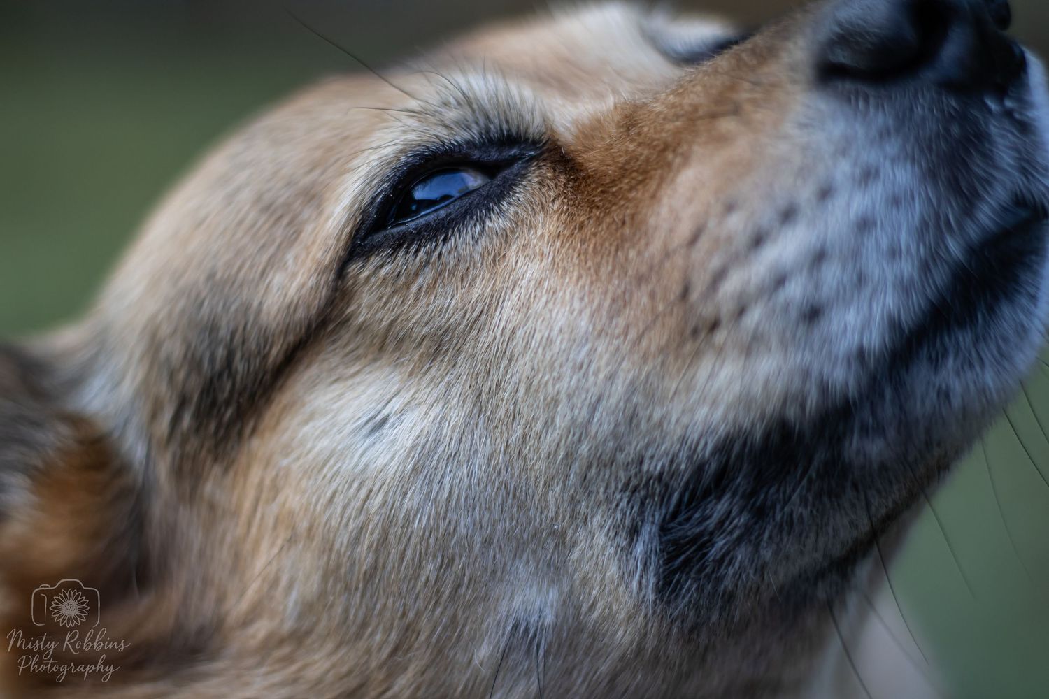Close-up sequence of a golden retriever's nose and snout showing different angles and expressions.