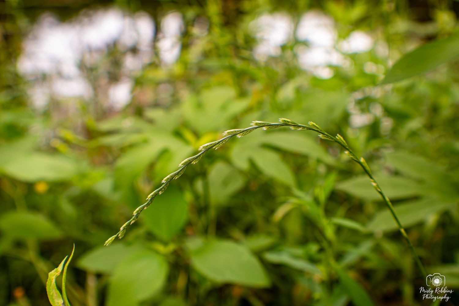 Close-up of a curved green plant stem with small buds in a lush garden setting.