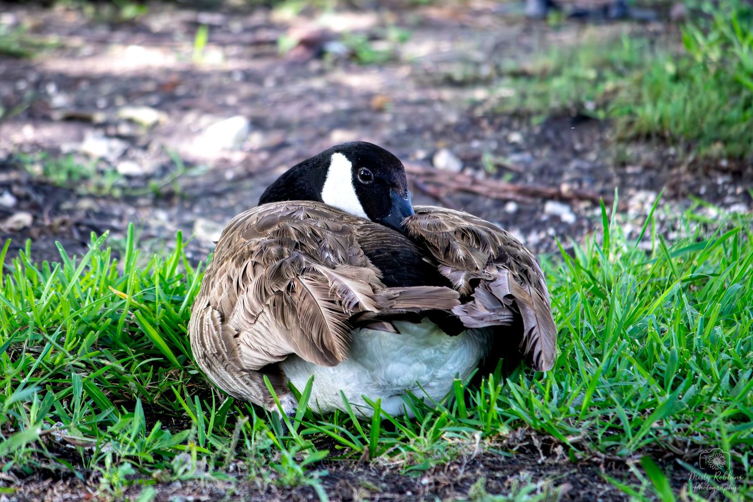 A Canada goose resting on green grass in a shaded outdoor area, with its black head and brown plumage visible.