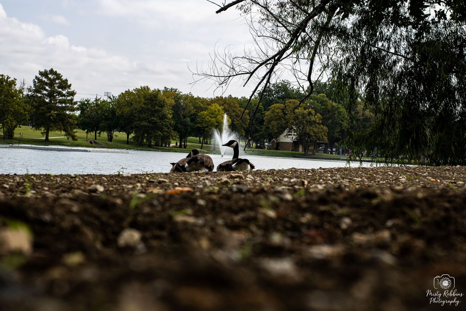 A series of landscape photos showing ground-level views of grass and dirt surfaces in outdoor settings.