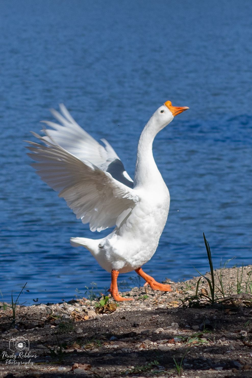 A sequence of four photos showing a white duck spreading its wings and landing on a rocky shoreline against blue water.