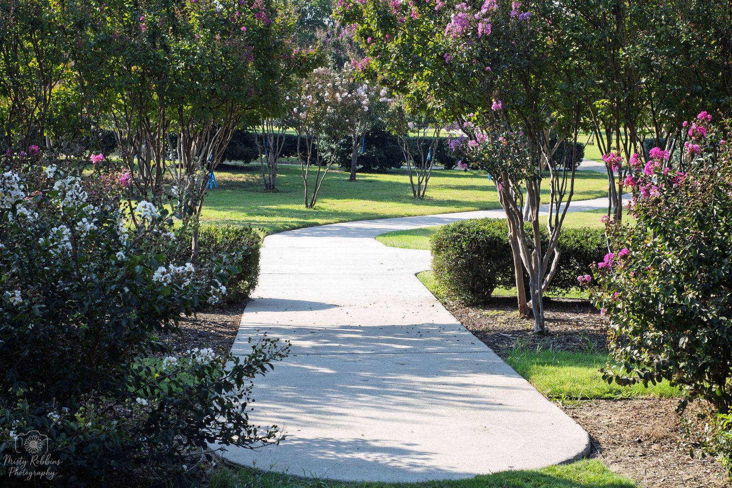 A winding concrete pathway lined with blooming crepe myrtle trees and lush green shrubs in a serene park setting.