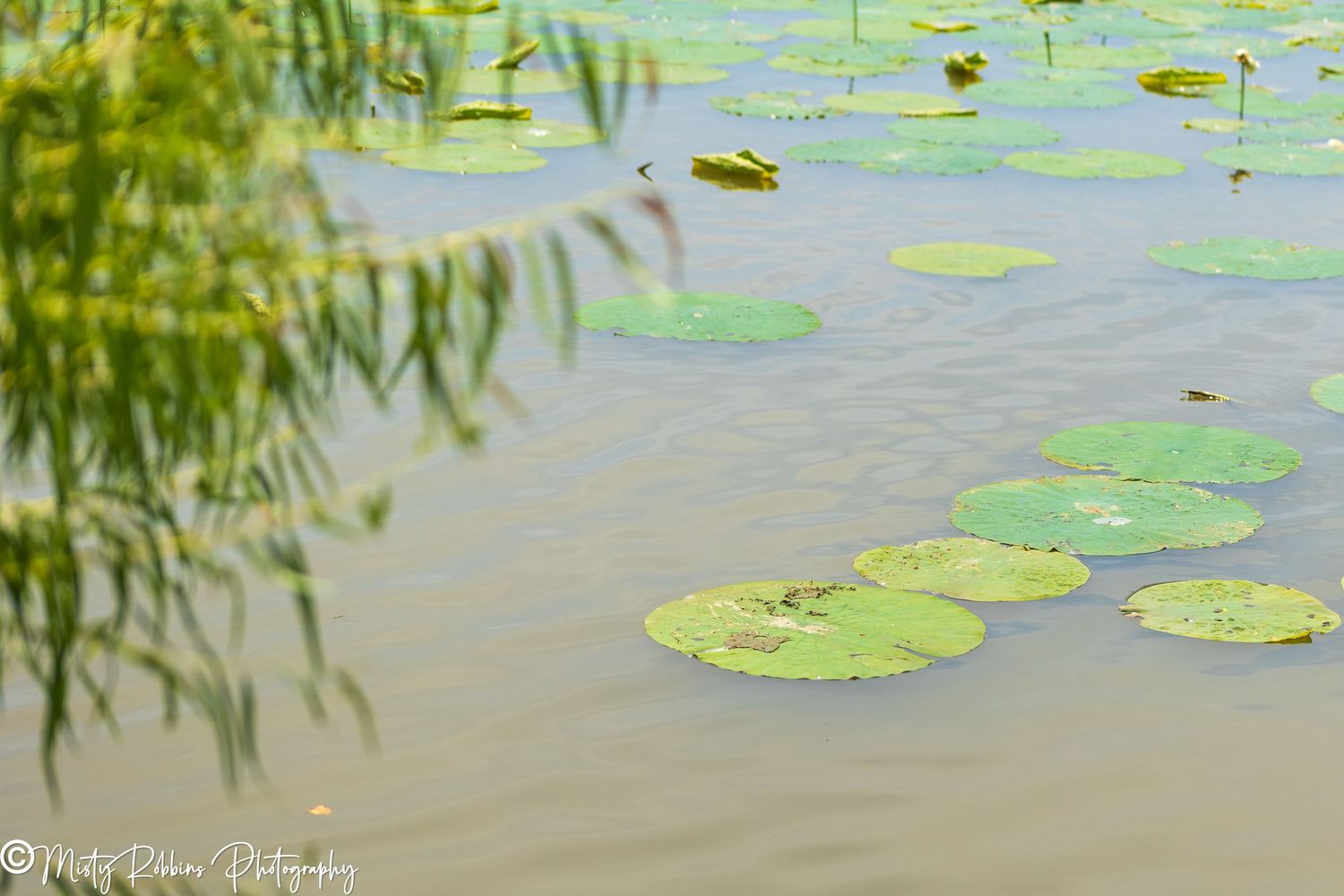 Green lily pads floating on a calm pond with willow branches overhead.