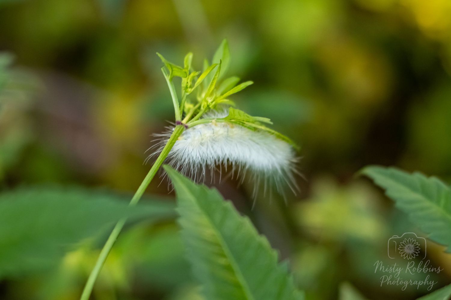 A delicate white dandelion seed head with green foliage in soft focus against a blurred natural background.