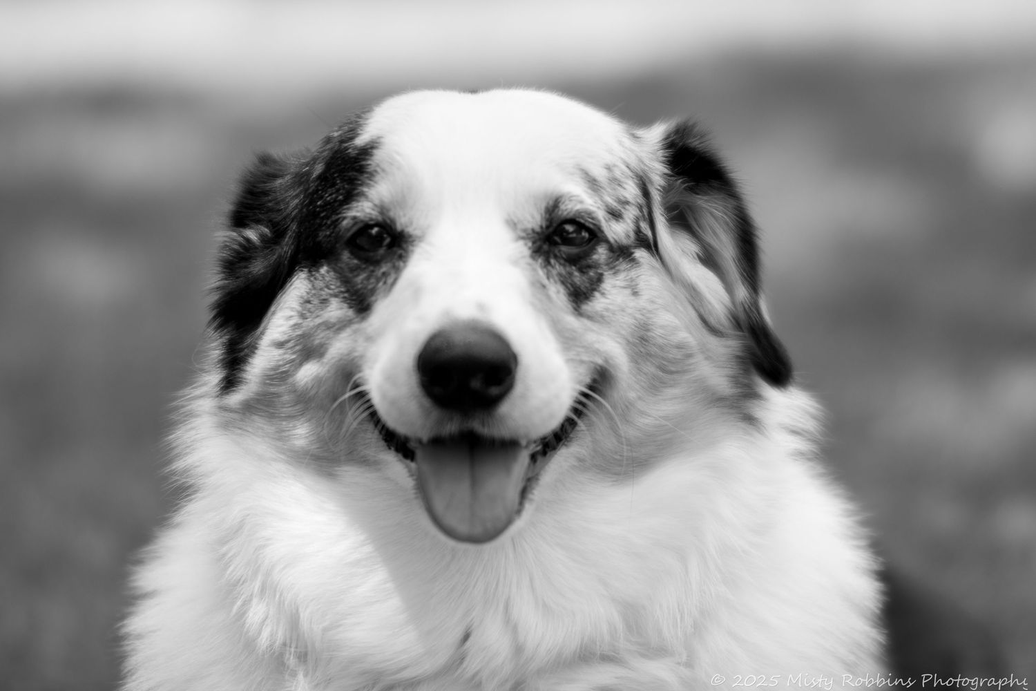 A series of seven black and white close-up photos showing happy Samoyed dogs with their tongues out.