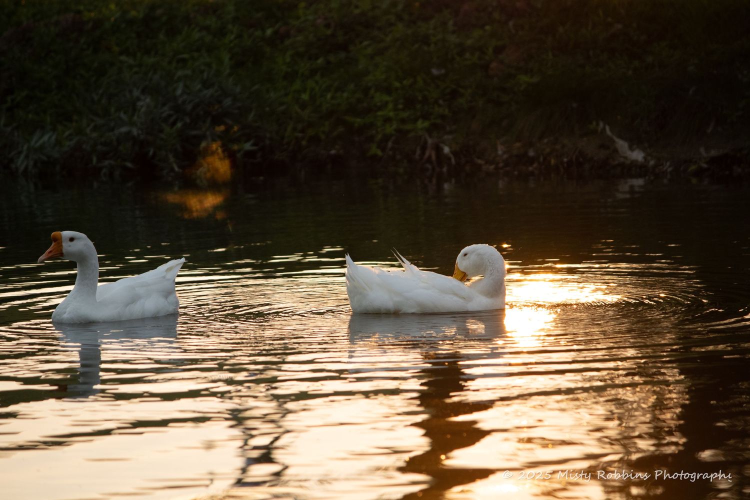 Silhouettes of swans gliding across a golden lake at sunset create a peaceful and serene atmosphere.