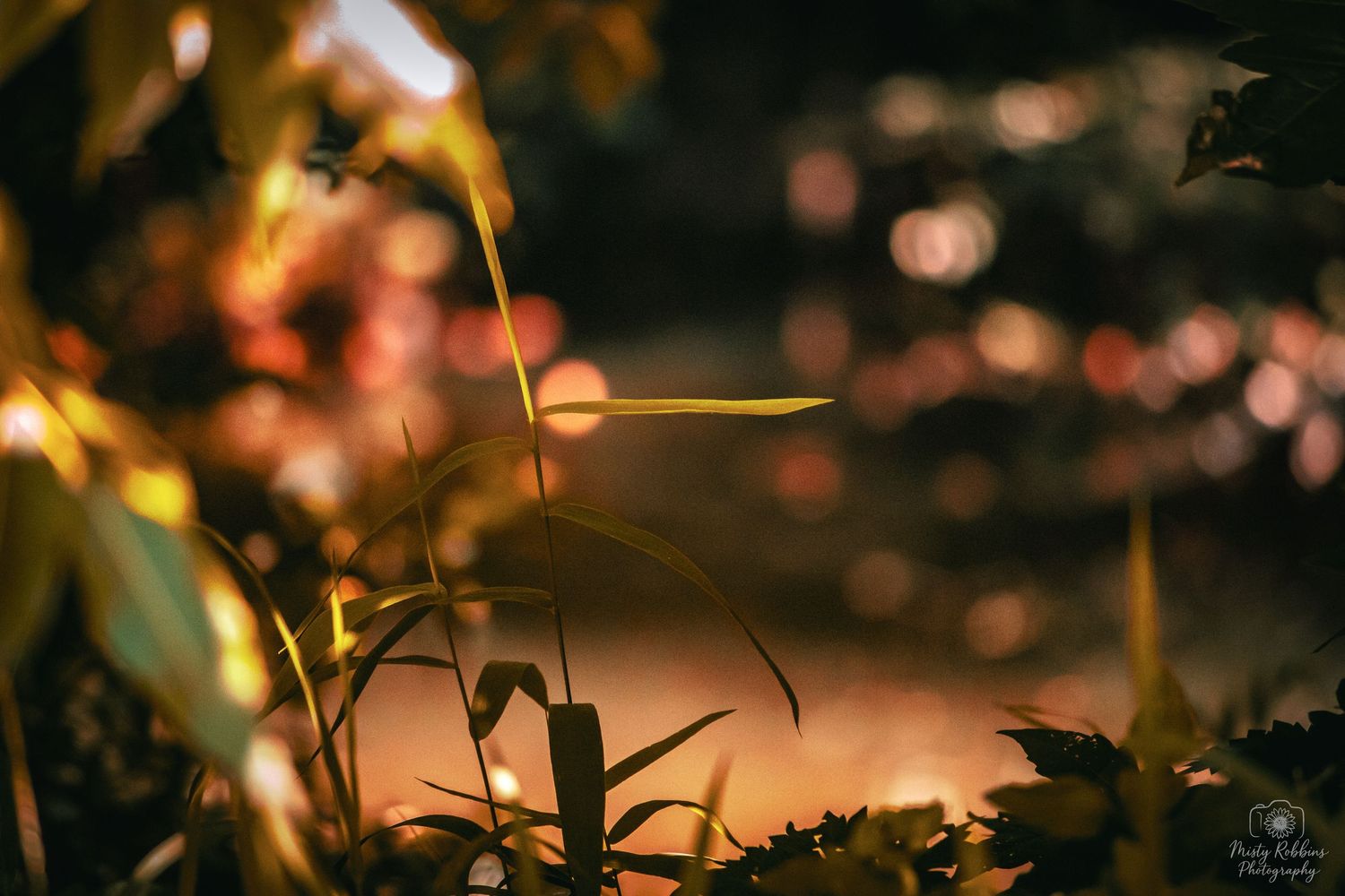 Close-up of lush green plants with warm bokeh lights in the background during golden hour.