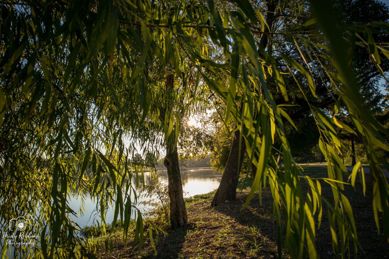 Sunlight filters through willow tree branches hanging over a tranquil pond on a peaceful autumn morning.