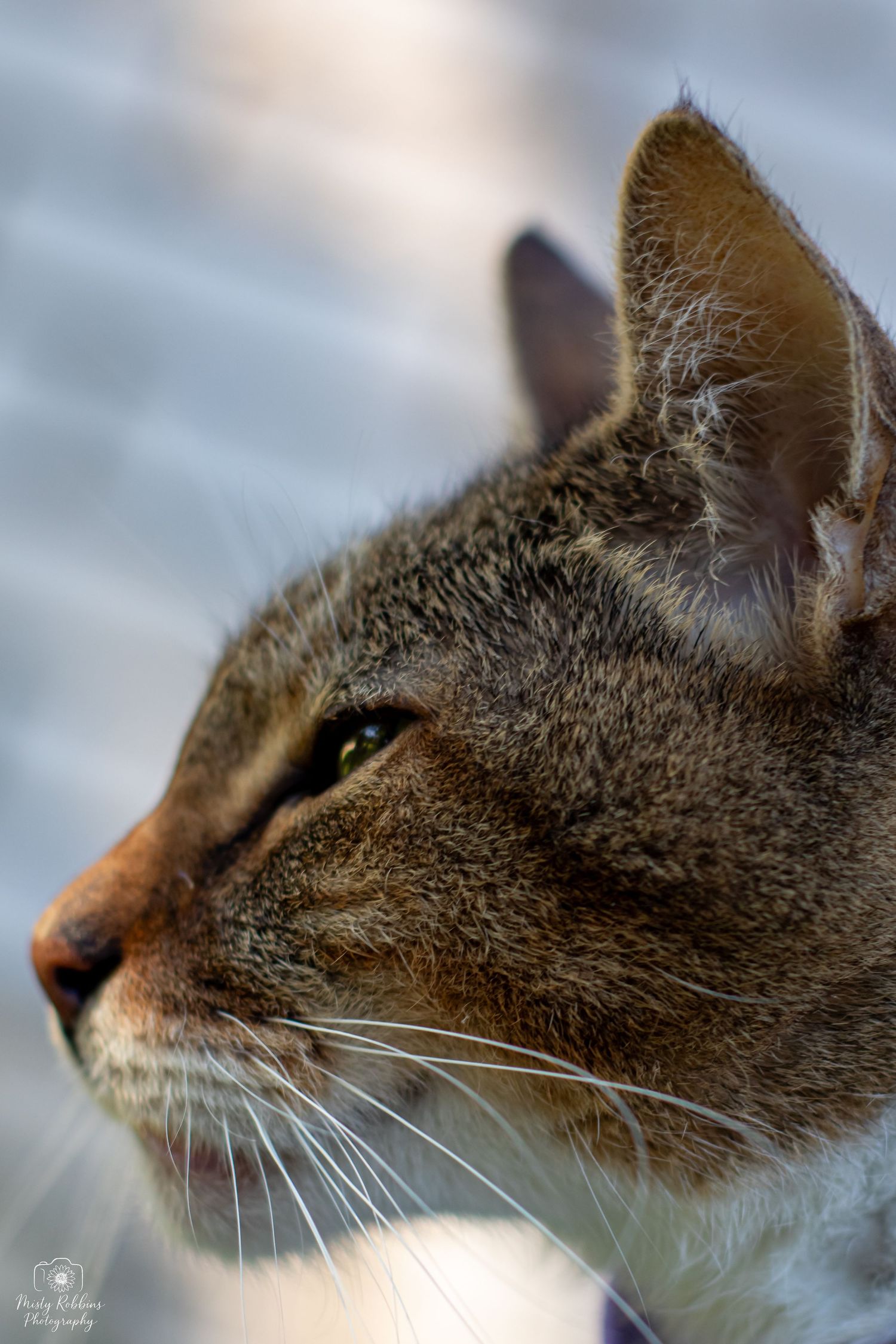 Close-up profile view of a cat's head showing whiskers and facial features in a series of similar angles.