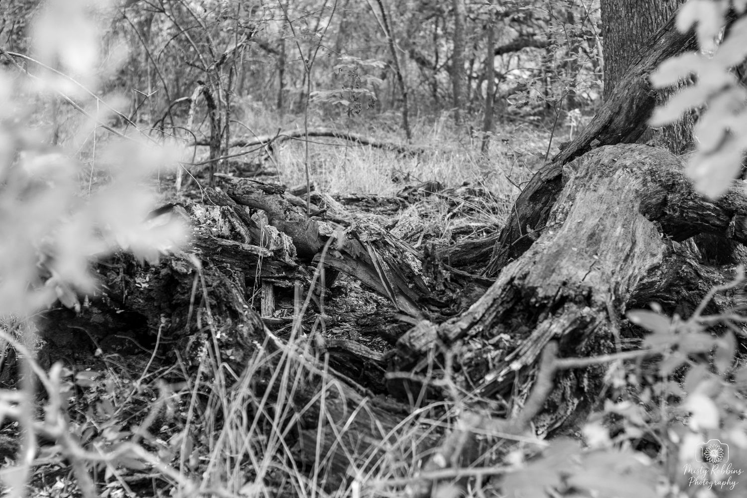 A black and white photograph of tangled tree roots and branches in a wooded forest setting.