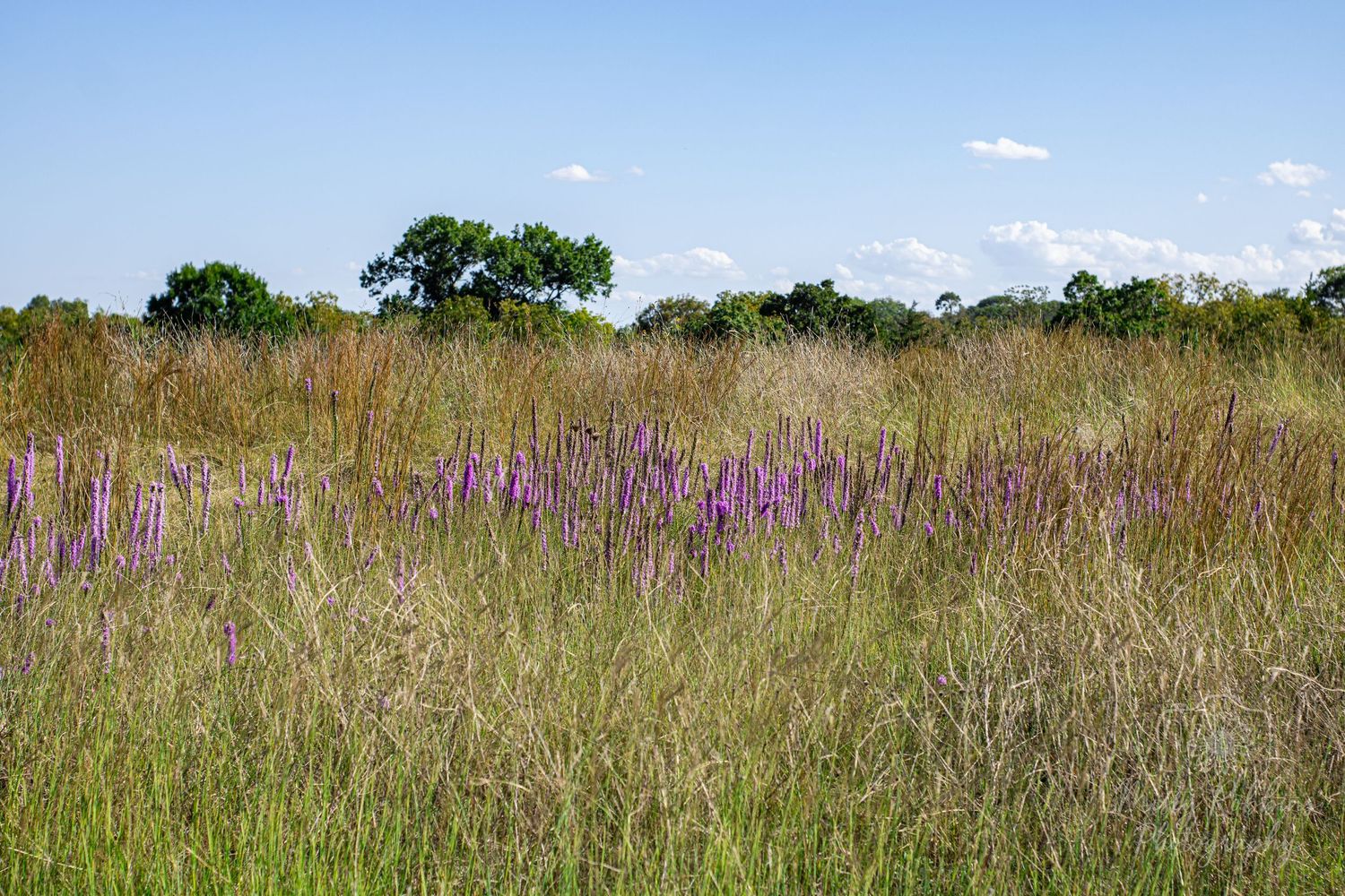 A wild meadow with purple wildflowers and tall grasses under a bright blue sky with trees in the background.