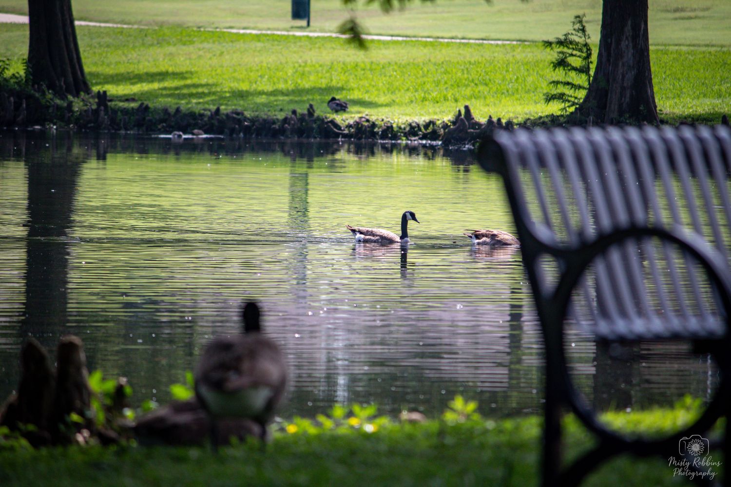 Canada geese swimming on a calm park pond near a black iron bench with lush green grass in the background.