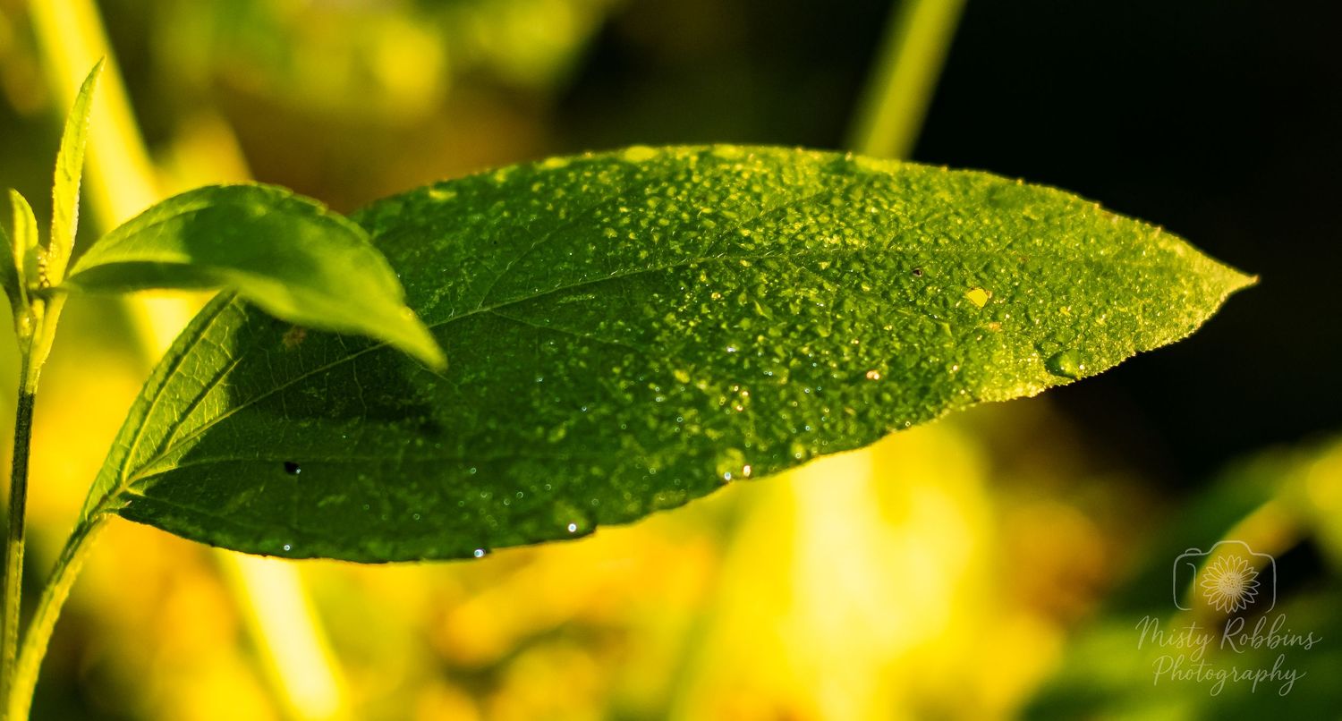 Bright yellow daffodil flowers and green leaves covered in morning dew drops glisten in natural light.