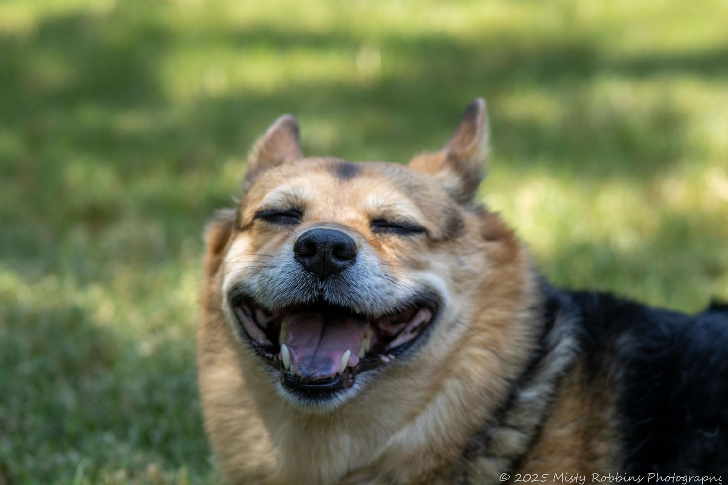 A happy Shiba Inu dog shows its teeth while smiling with a blurred green background.